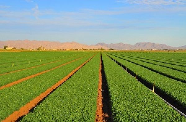 Как точное земледелие помогает аграриям экономить ресурсы и принимать более эффективные решения