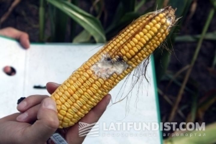 Много поврежденной кукурузы