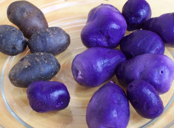 Существует два редких сорта картофеля, у которых цвет кожуры и мякоти остается синим даже после варки: Linzer Blaue и Französische Trüffelkartoffel.