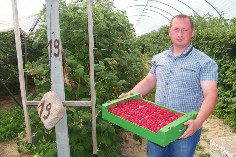 Андрей Кравченко осматривает качество малины из пленочных теплиц в хозяйстве Лешка Якубяк