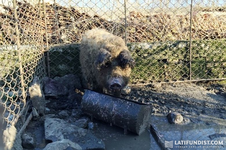Пока нет туристов, он выращивает кудрявых свиней (породы Венгерская мангалица)