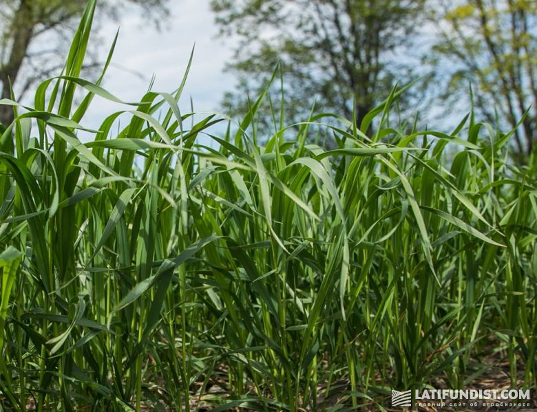 Благодаря плановой обработке фунгицидом Феникс Дуо® пшеница на Smart Field здорова