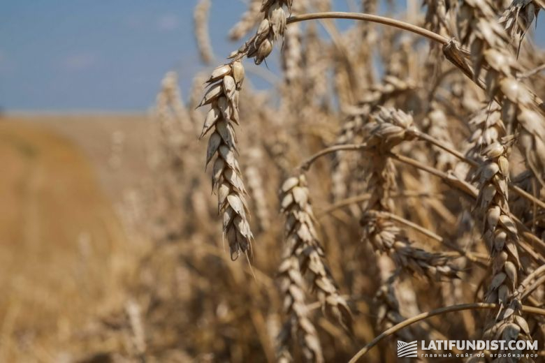 Конечно, древние люди использовали в пищу дикорастущую пшеницу