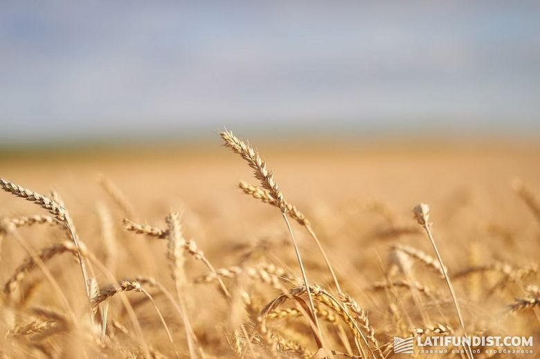 Зёрна культурной пшеницы в колосе держатся до тех пор, пока не будут выбиты при обмолоте