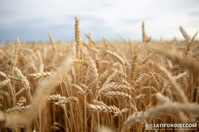У славянских народов зёрна пшеницы являлись символом богатства и счастливой жизни