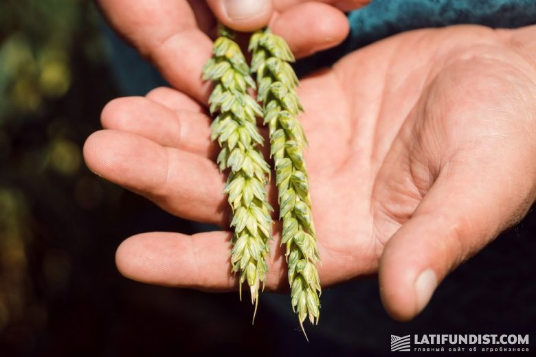 Твердая пшеница — это почти исключительно яровые сорта