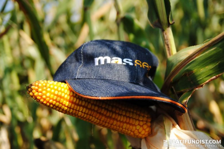 Кукуруза селекции MAS Seeds