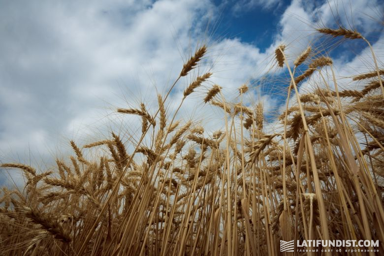 Пшеница селекции Журавка Одесская