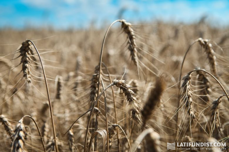 Наблюдается снижение сборов таких зерновых культур, как пшеница, ячмень, что вызвано низкой доходностью  их выращивания и конкуренцией со стороны импортного зерна