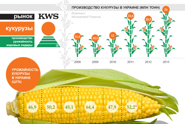 Рынок кукурузы: производство, урожайность, мировые лидеры