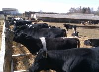 Животные компании UkrLandFarming