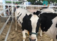 Животные компании UkrLandFarming