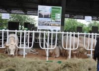 Животные компании UkrLandFarming