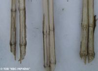СФХ «С.Г.М.», Глобинский и Великобагачанский районы