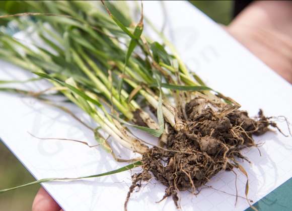 Почву в «Лане» обрабатывают исключительно по технологии no-till и mini-till.