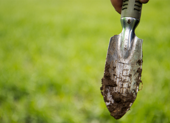 Почву в «Лане» обрабатывают исключительно по технологии no-till и mini-till.