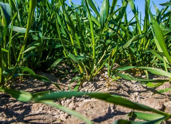 Состояние посевов озимой ржи KWS на полях «Вега Агро» во второй декаде апреля 