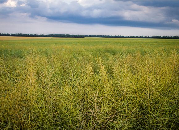 Посевы рапса подразделения Б1 холдинга Agromino