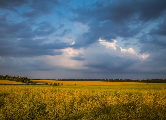 Поле рапса подразделения Б1 холдинга Agromino