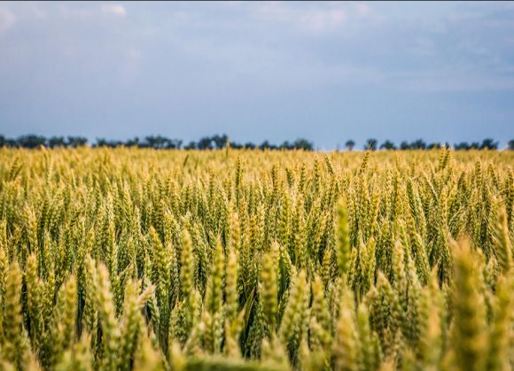 Поле пшеницы Agromino