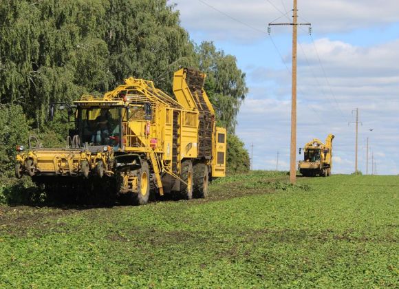 Предприятие Астарты приступило к сбору сахарной свеклы