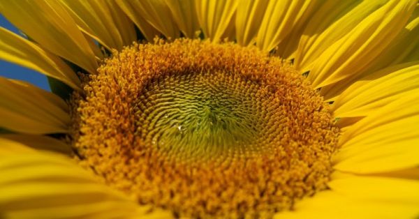 Sunflower cultivation in Ukraine