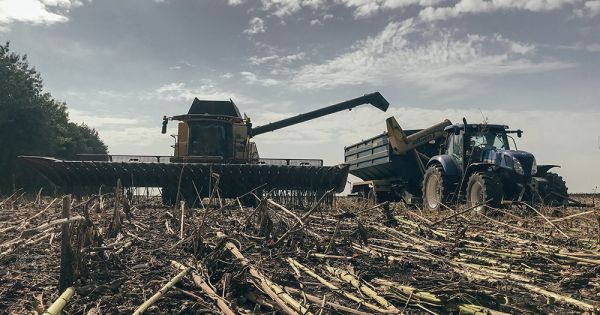 Уборка урожая подсолнечника в Украине 