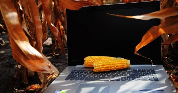 Поле Украины, ноутбук, кукуруза
