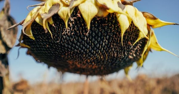 Sunflower maturing in a field in Ukraine