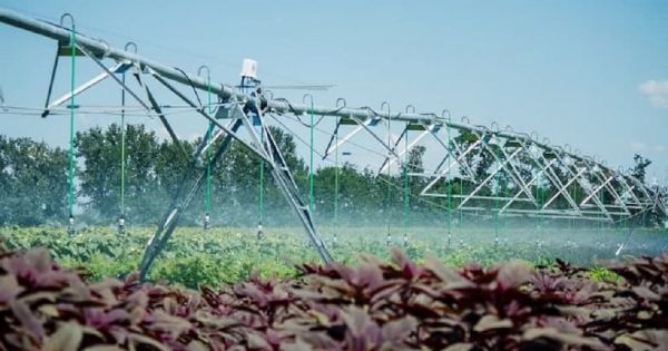 Variant Irrigation equipment in a sorghum field in Ukraine