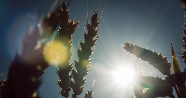 Wheat maturing in a field in Ukraine
