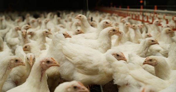Poultry factory in Ukraine