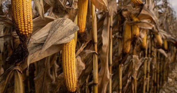 Corn field in Ukraine