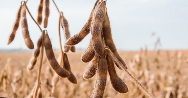 Soybean maturing in a field in Ukraine