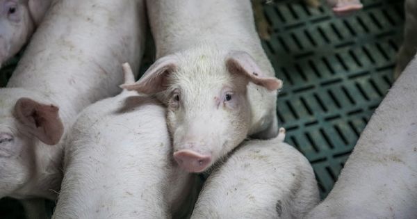 Pig breeding in Ukraine