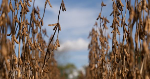 Soybean production in Ukraine