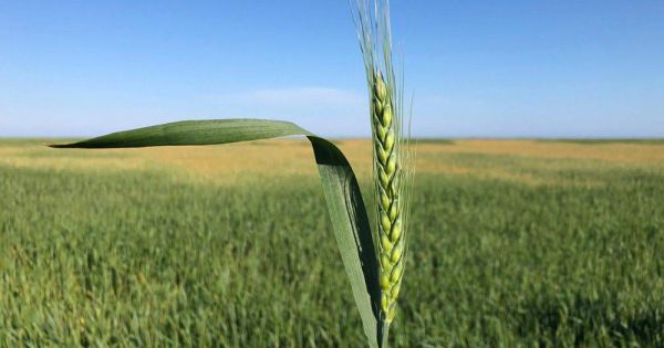 Barley production in Ukraine