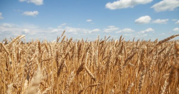 Зерно, пшениця