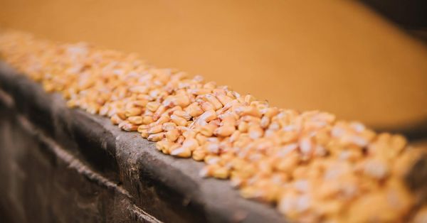 Corn stored at an elevator in Ukraine