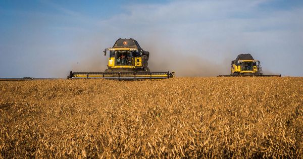 New Holland harvesters are collecting peas in Ukraine