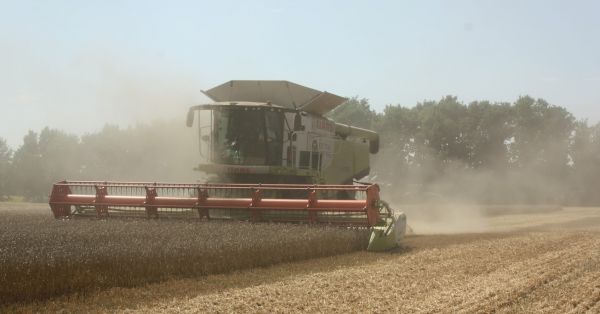 Claas combine harvester is cutting wheat in northern Ukraine