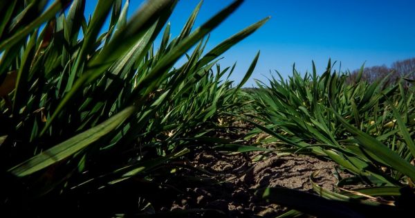 Winter wheat is developing in a field in Ukraine