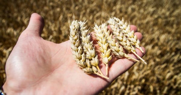 Wheat ears in a Ukrainian farmer's hand