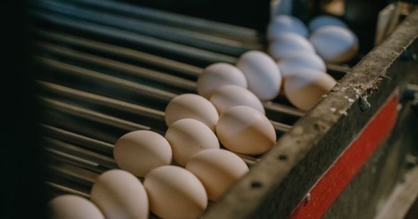 Ціни на яйця у листопаді зменшаться: фахівець назвав причини 