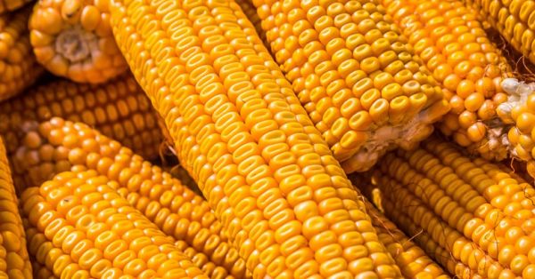Corn cobs in a field in Ukraine