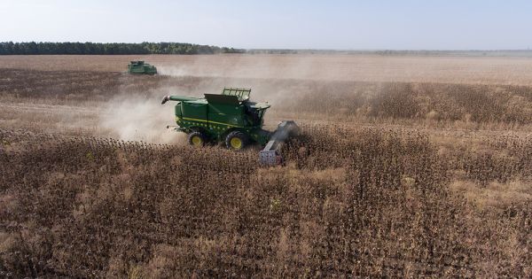 John Deere combines are harvesting sunflower in Ukraine