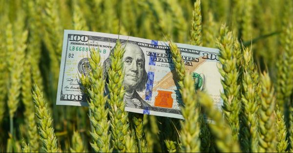 A 100-dollar bill in a wheat field in Ukraine