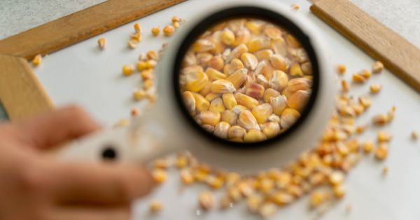  Ціни на кукурудзу на українському ринку стабільні, а на пшеницю виросли — аналітики
