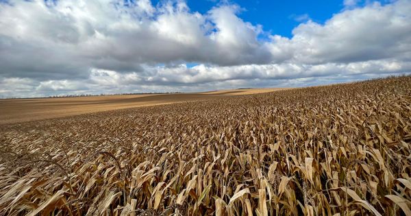 Continental Farmers Group corn field