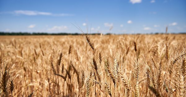 Поле озимої пшениці в Україні